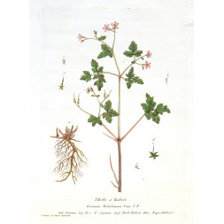 L'Herbe a Robert - Regnault 1774-80