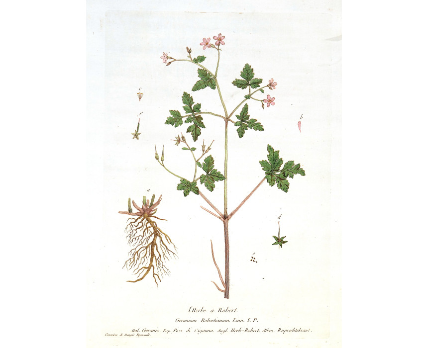 L'Herbe a Robert - Regnault 1774-80