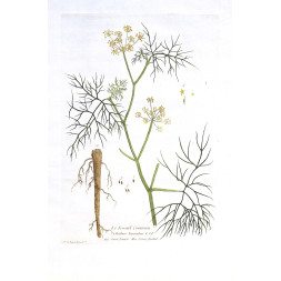 Le Fenouil Commun - Regnault 1774-80