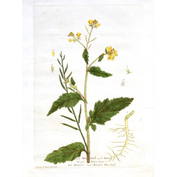 La Moutarde ou le Seneve  - Regnault 1774-80