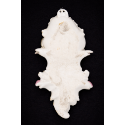 Acquasantiera in porcellana - Vieux Paris -  Francia- XIX secolo