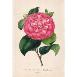 Camellia Comtesse de Castelbanco - A. Verschaffelt 1848-60