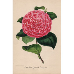 Camellia General Lafayette - A. Verschaffelt 1848-60