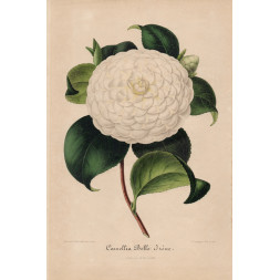 Camellia Belle Irene - A. Verschaffelt 1848-60