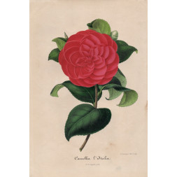 Camellia l'Italia - A. Verschaffelt 1848-60