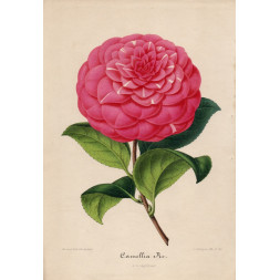 Camellia Re - A. Verschaffelt 1848-60