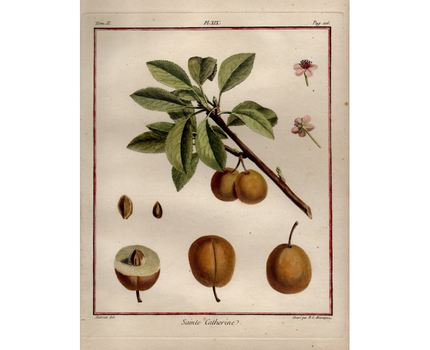Sante Catherine - H. Duhamel du Monceau 1768