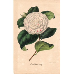 Camellia Jenny - A. Verschaffelt 1848-60