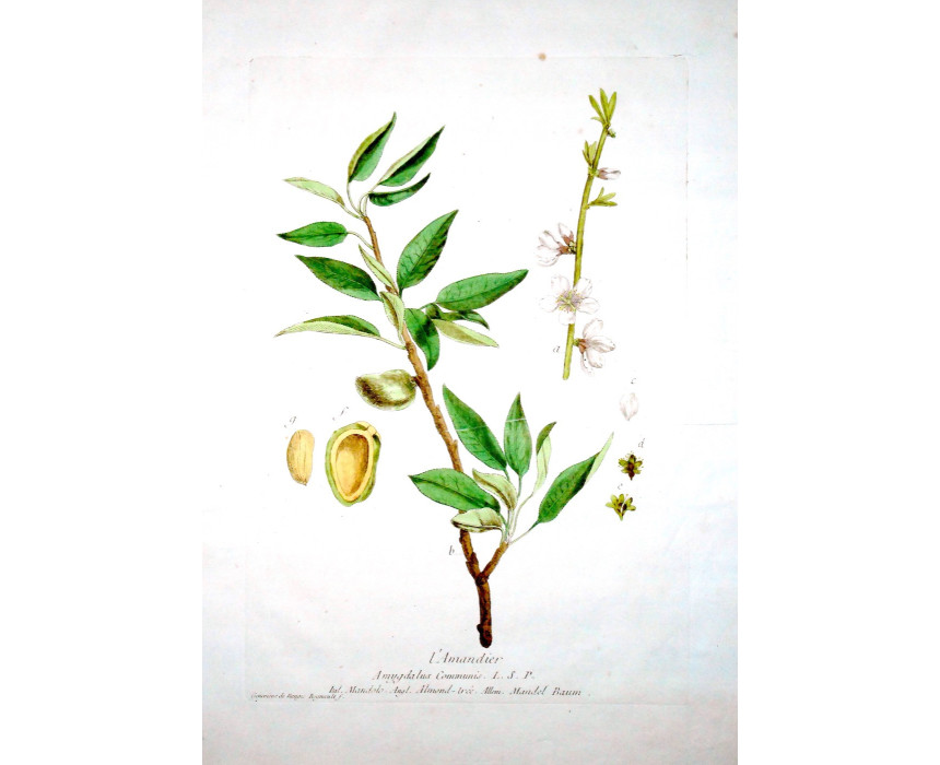 Almond - Regnault 1774-80