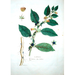 Atropa Belladonna - Regnault 1774-80