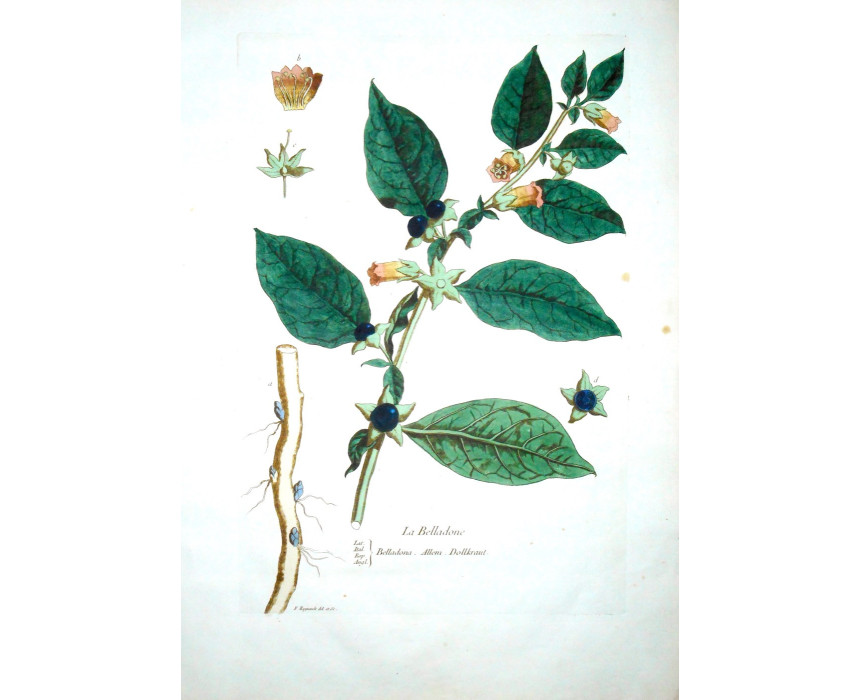 Atropa Belladonna - Regnault 1774-80