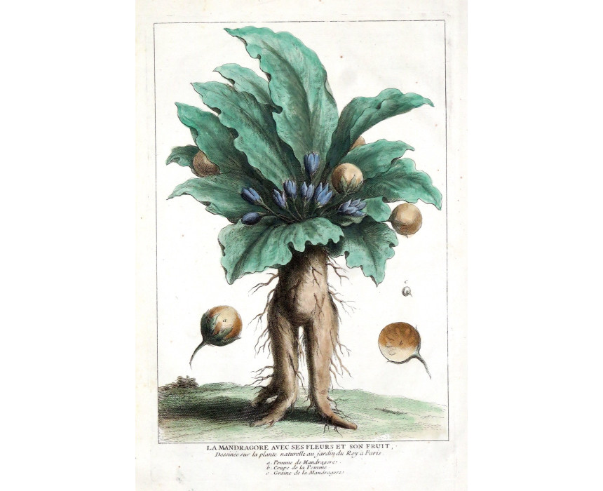 La Mandragore - Calmet 1722