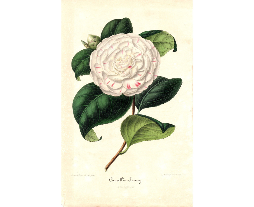 Camellia Jenny - A. Verschaffelt 1848-60