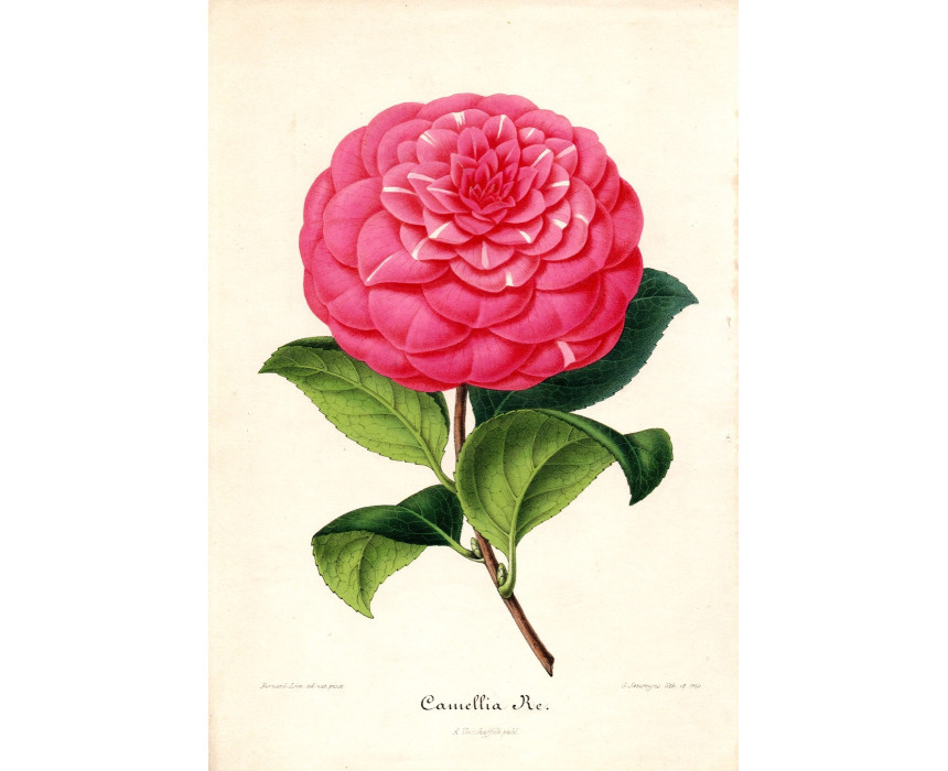 Camellia Re - A. Verschaffelt 1848-60