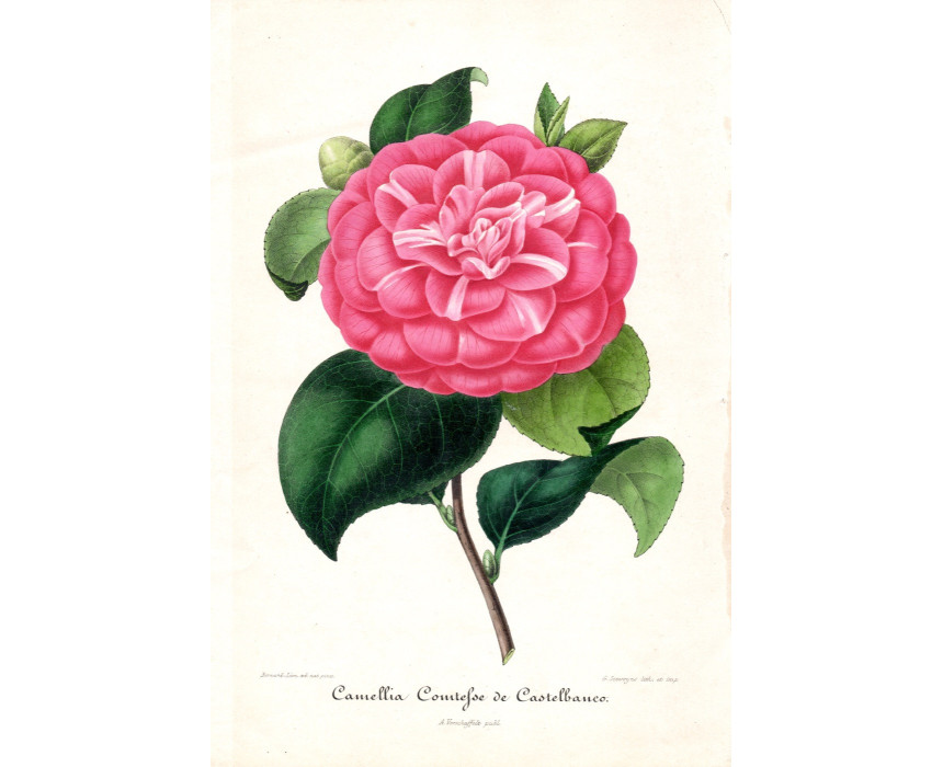 Camellia Comtesse de Castelbanco - A. Verschaffelt 1848-60