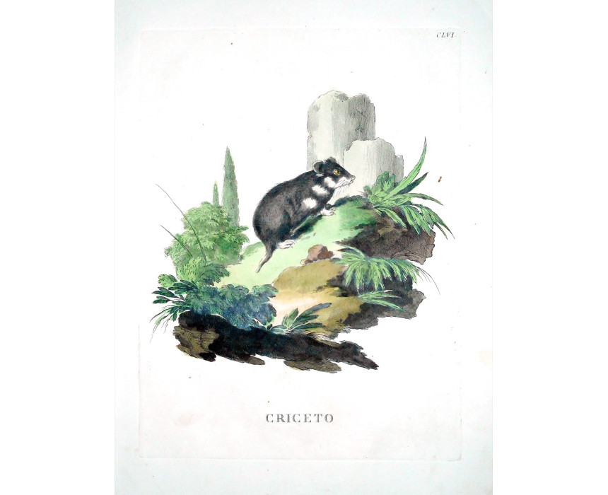 Hamster - Scattaglia / Alessandri 1775
