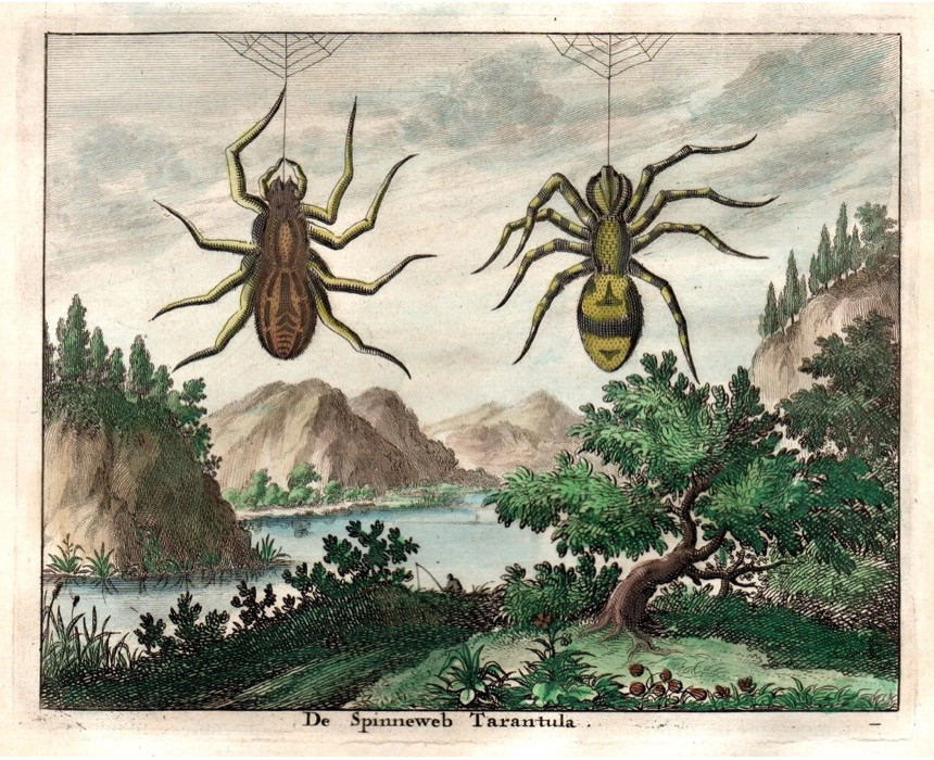 De spinneweb Tarantula - Dapper 1703