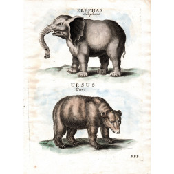 Elephas Ursus - P. Lamy 1698