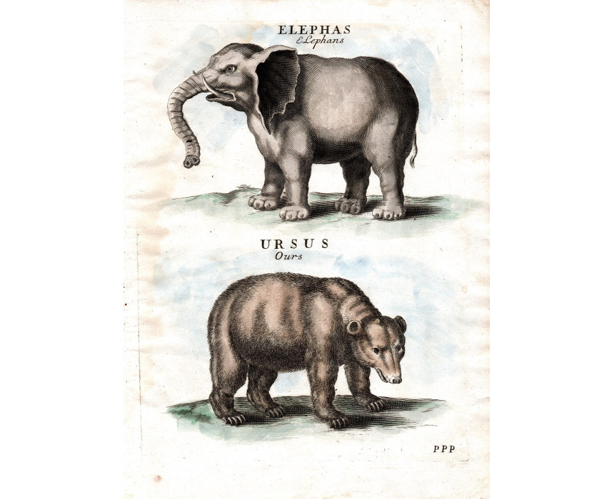 Elephas Ursus - P. Lamy 1698