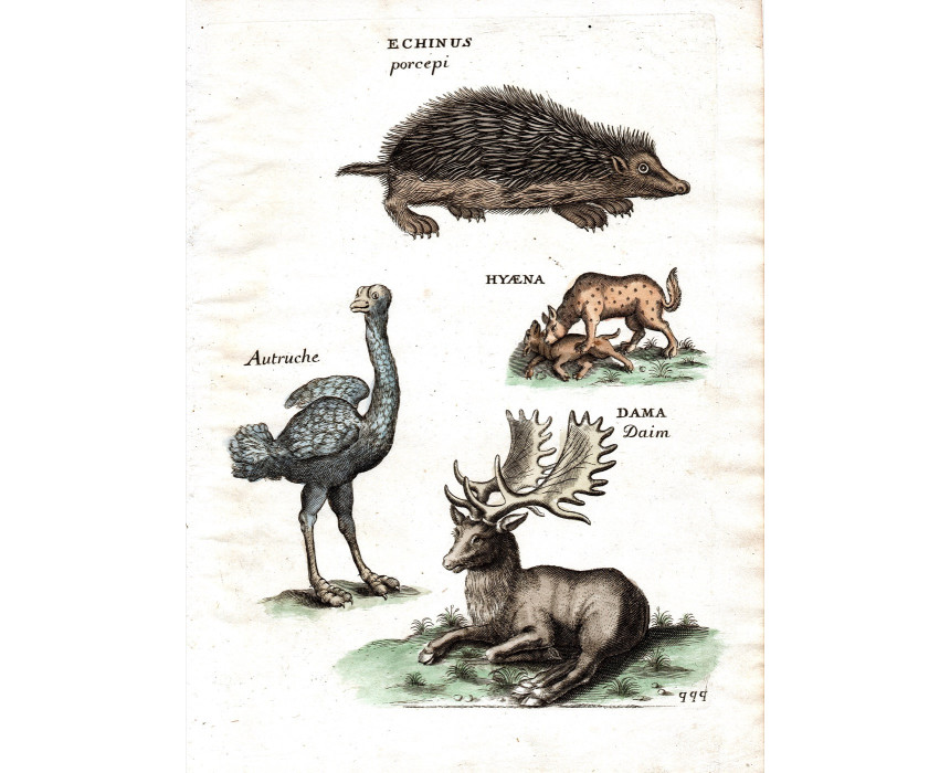 Echinus Hyaena Autruche Dama - P. Lamy 1698