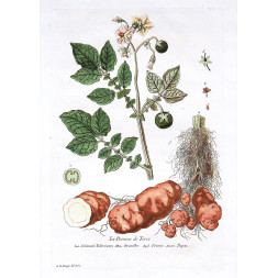 La Pomme de Terre - Regnault 1774-80