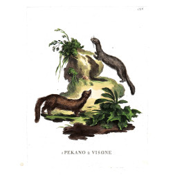 Pekano / Visone - Scattaglia / Alessandri 1775