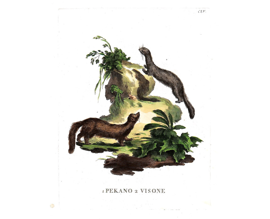 Pekano / Visone - Scattaglia / Alessandri 1775