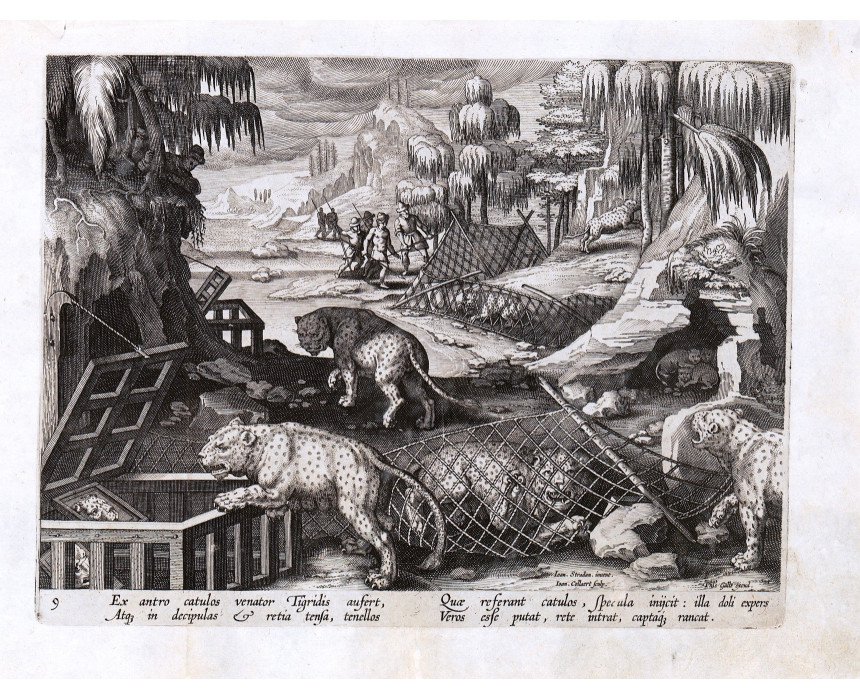 Ex antro catulos venator Tigridis - J. Stradanus 1596