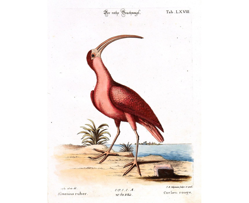 Numenius Ruber - Seligmann 1756
