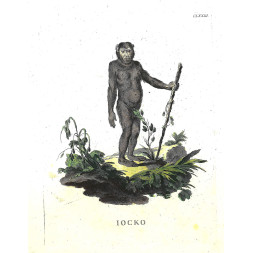 Scimpanzé - Scattaglia / Alessandri 1775