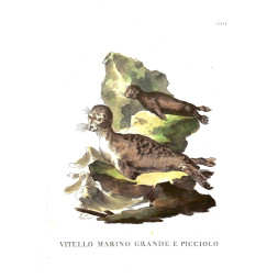 Vitello marino grande e piccolo - Scattaglia / Alessandri 1775